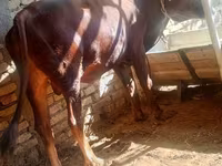 ثور, الماشية — الصورة 1