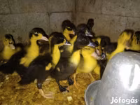 Pekin german — foto 5