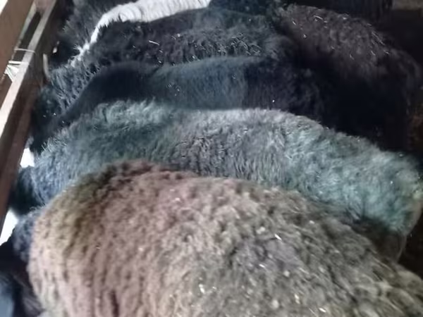 Schaap, Schapen