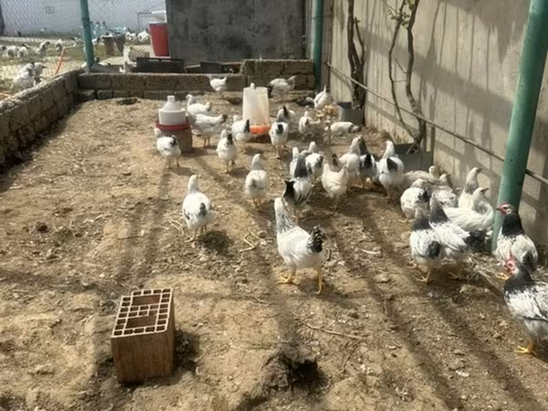 Chickens