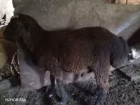 قوچ, گوسفند — عکس 3