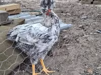 Chickens — 照片 8