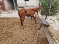 اسب نر, اسب — عکس 3