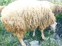 Bélier, Moutons — photo 2