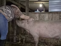 Scrofa, Крупная белая — foto 2