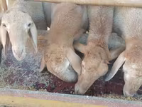 Beran, Arashan sheep — foto 3