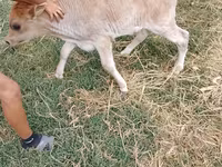 Bou, Bovine — foto 3
