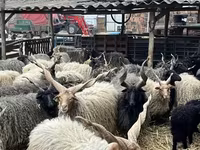 Biri-biri (lot, jantina tidak dinyatakan), Racka sheep — foto 3