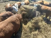 Stier, Hereford — foto 3