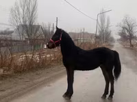 Cavallo, Friesian — foto 2
