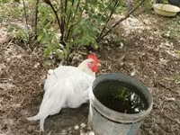 Chickens — foto 2