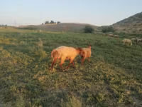Carnero, Ovejas — foto 4
