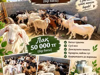 ፍየል, Goats — ፎቶ 3