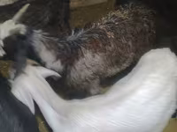 بز نر, Alpine goat — عکس 7