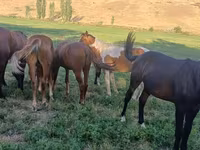 ፈረስ, Horse breed — ፎቶ 3