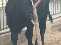 Bulle, Aberdeen-Angus — Foto 1