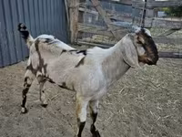 ஆண் வெள்ளாடு, Nubian Goat — புகைப்படம் 3