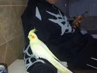Hazir albinos ağ Qirmizi göz sari qəfəssiz 100 Azn tam ruçnoy — foto 3
