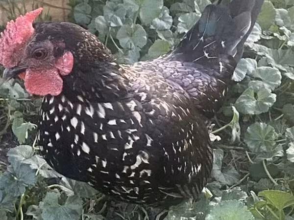Chickens — Kyrgyzstan