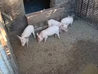หมูป่าตัวผู้, หมู — รูปภาพ 3