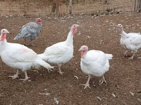 Turkeys