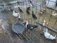 Ducks — foto 1