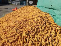 Кукуруза 🌽🌽🌽🌽 кукуруза 🌽🌽🌽🌽 кукуруза кукуруза жугору мака — 3-rasm