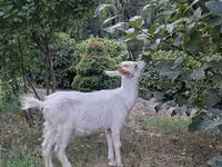 Ri’ lab, Goats — sawirka 2