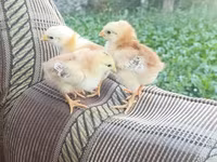 Chickens — fotografija 3