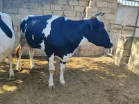 گاو ماده, Russian Black pied cattle — عکس 1