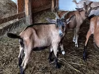Արու այծ, Nubian Goat — լուսանկար 1