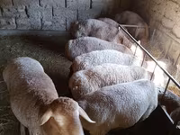 بھیڑ, بھیڑیں — تصویر 6