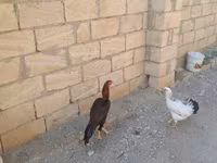 Chickens — sawirka 4