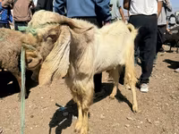 Ziegenbock, Damask goat — Foto 6