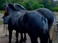 Hingst, Percheron — foto 1