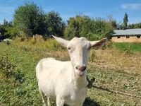 Koza, Saanen goat — foto 5