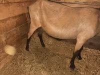 Goat, Alpine goat — photo 4