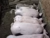 मादा सूअर, सूअर — फ़ोटो 2