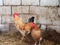 Chickens — ছবি 3