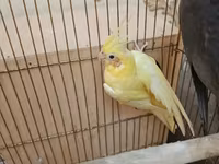 Qefessiz 60anat Nimfa (Cockatiel) cütü Məhsulun tərkibi: - 2 ədəd — сүрөт 2