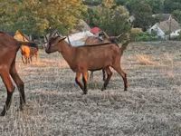 Buk, Alpine goat — foto 4