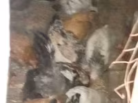 Chickens — Foto 3
