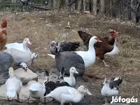 Ducks — عکس 2