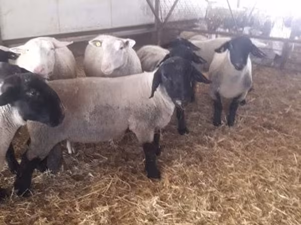 Montone, White Suffolk sheep