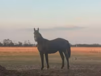 Hengst, Nonius horse — Foto 1