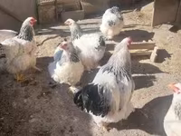 Brahma — foto 8