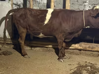 গাভী, Russian Black pied cattle — ছবি 5