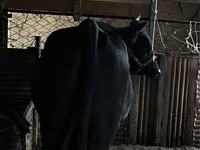 Lembu jantan, Cattle — foto 3