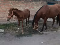 Էգ ձի, Thoroughbred horse — լուսանկար 2