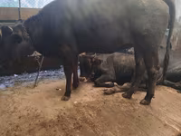 گاو ماده, Swiss cattle — عکس 1